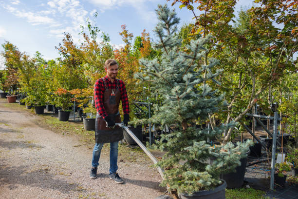 How Our Tree Care Process Works  in  Radisson, NY